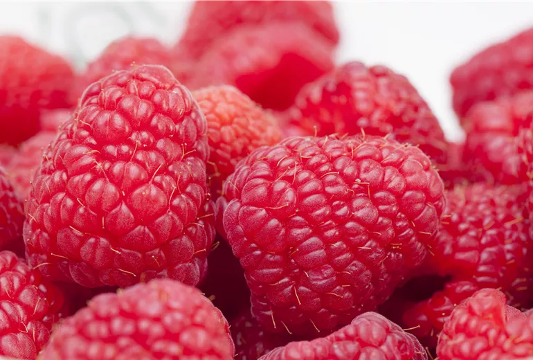 Rubus idaeus