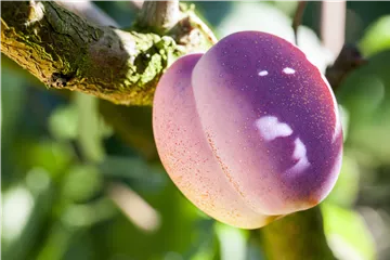 Obstgehölze pflegen und den Garten gleich mit