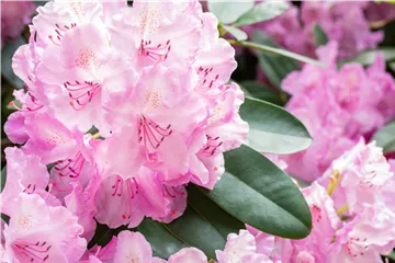 Rhododendronarten und -sorten – Die schönsten Kandidaten