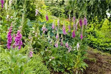 So wird’s richtig bunt - Stauden für jeden Standort im Garten
