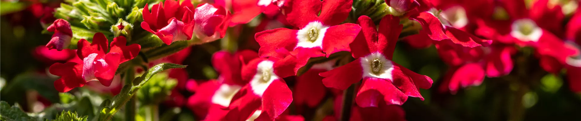 Verbena, rot
