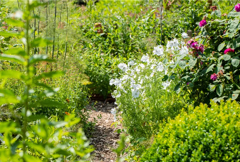 Sommerliches Beet