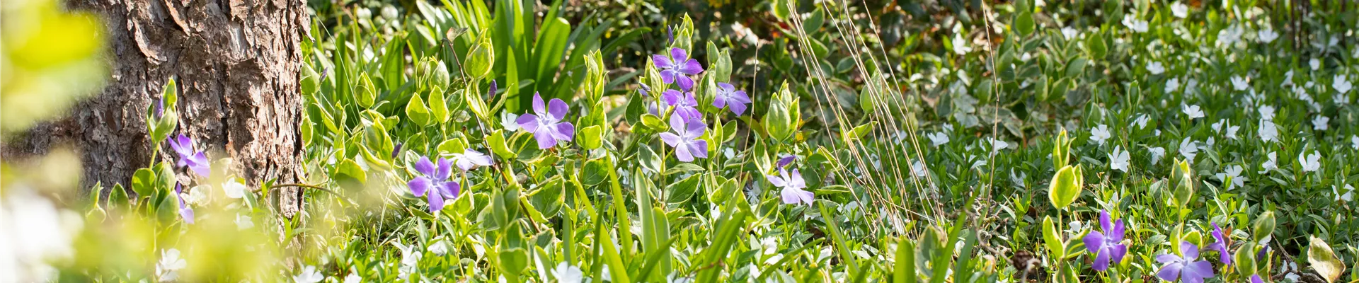 Vinca