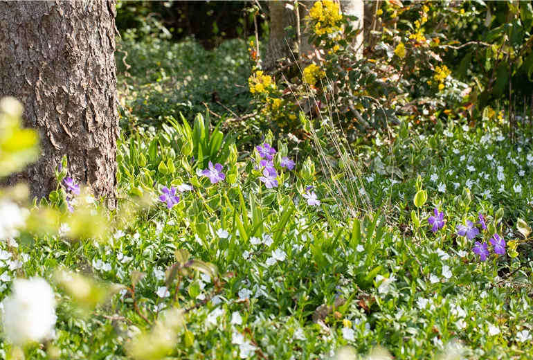 Vinca