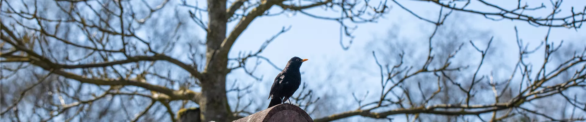 Vogel auf Dach