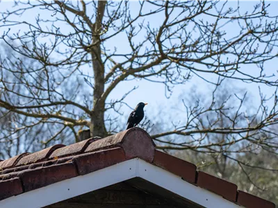 10 Tipps für einen tierfreundlichen Garten