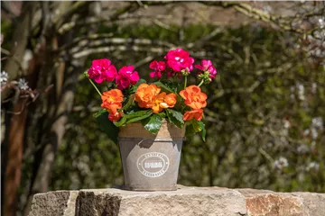 Begonien als blühende Akzente für Balkon und Garten
