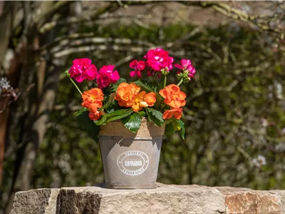 Begonien als blühende Akzente für Balkon und Garten