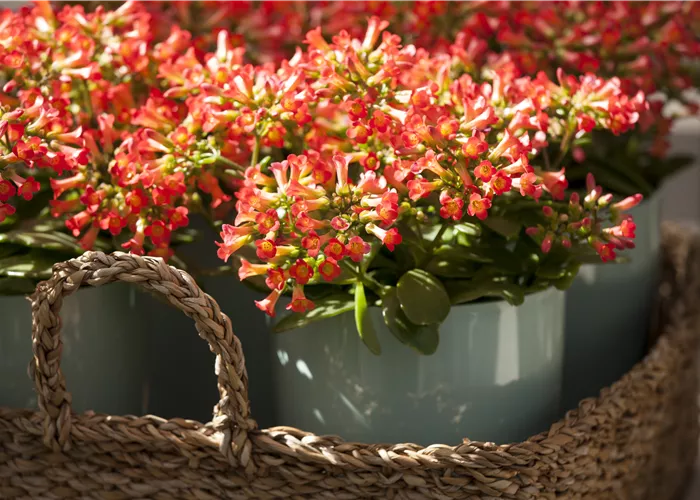 Eine Kalanchoe als blühendes Highlight im Haus