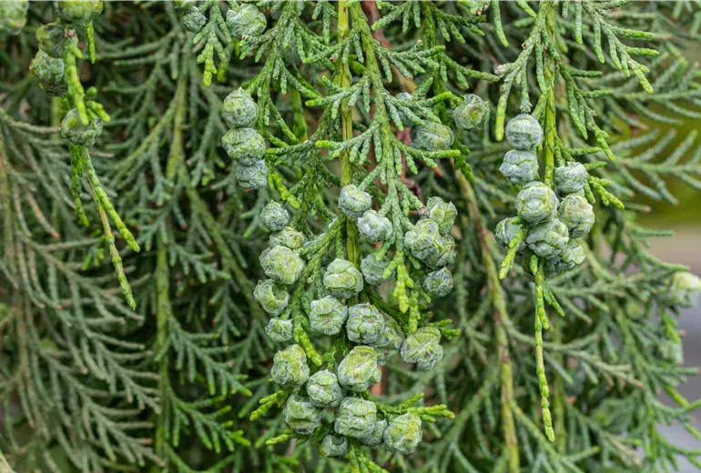 Chamaecyparis lawsoniana 'Intertexta'