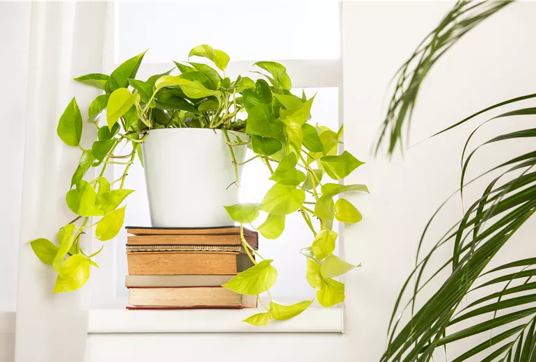 Epipremnum aureum