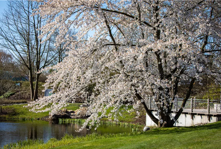 Prunus