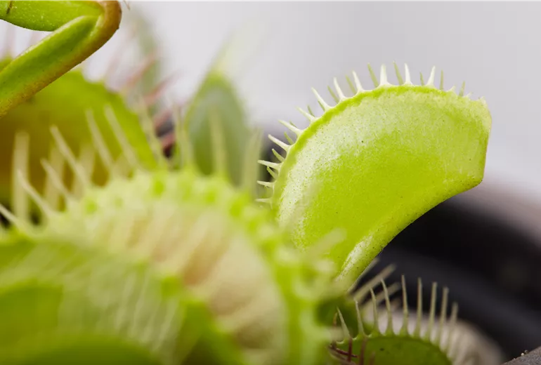Dionaea