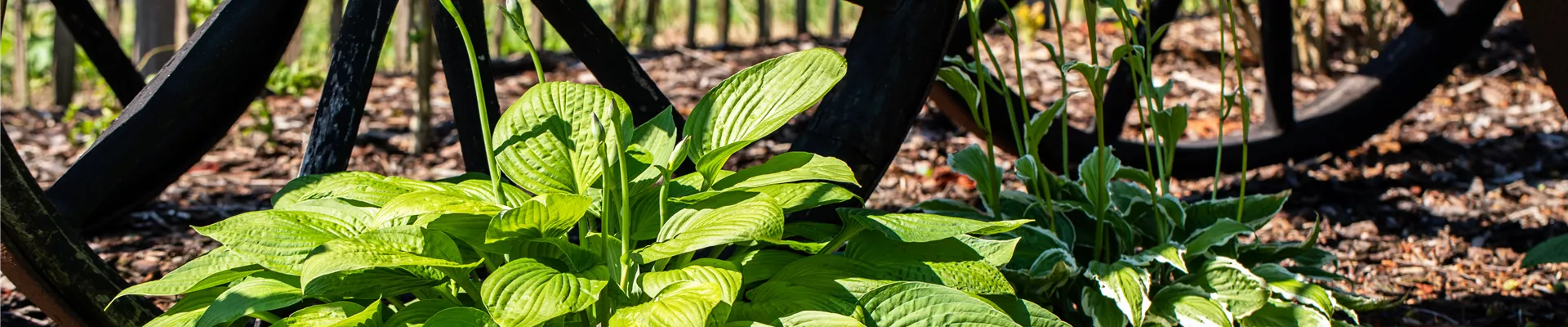 Hosta