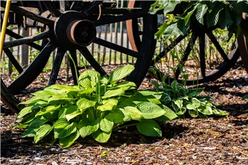 Funkien im Garten als Highlight im Schatten