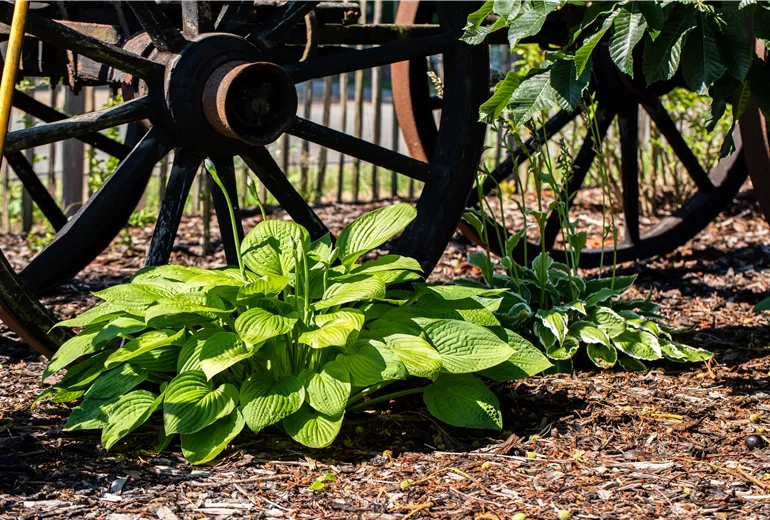 Hosta