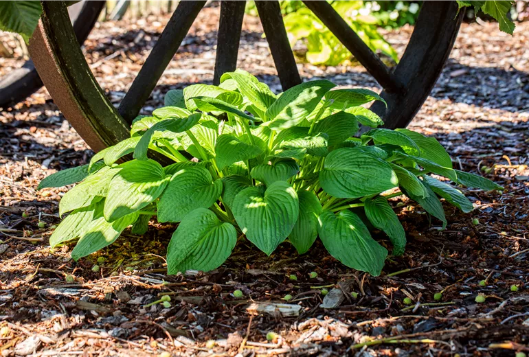 Hosta