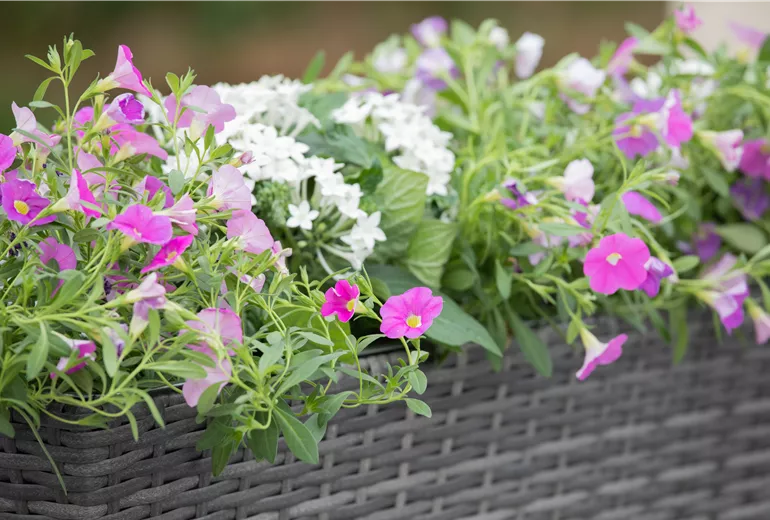 Calibrachoa, rosa