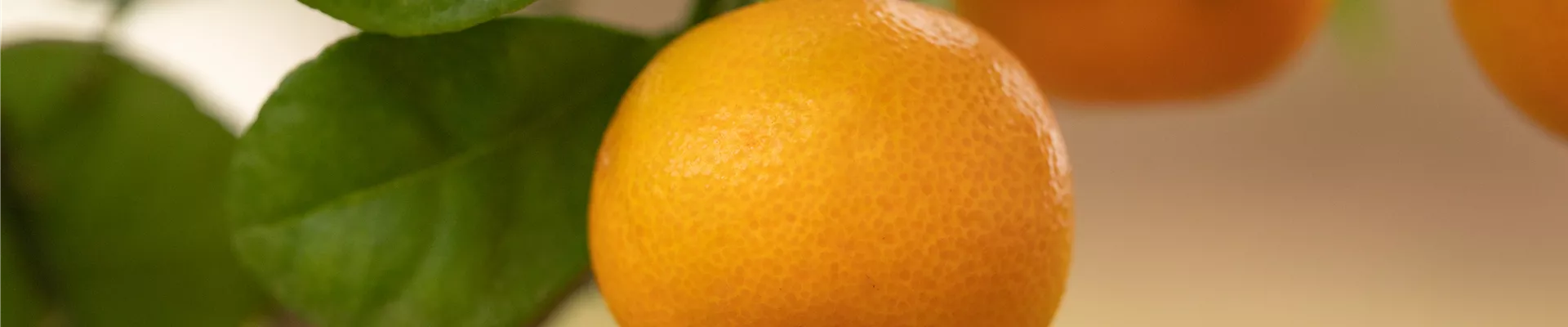Citrus madurensis