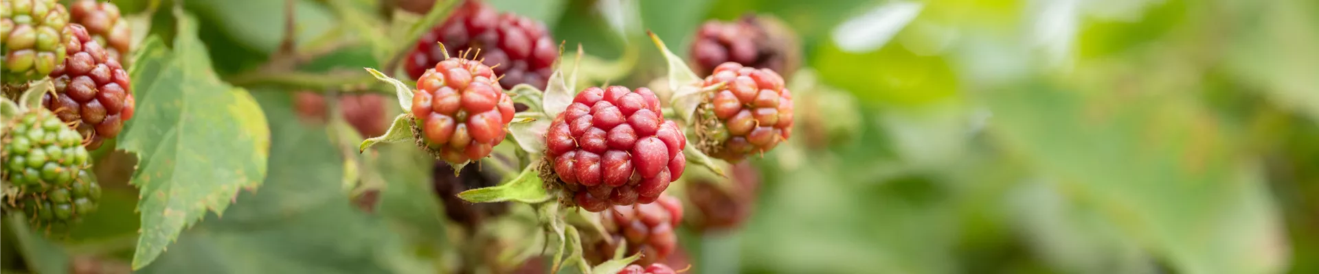Reifende Brombeeren