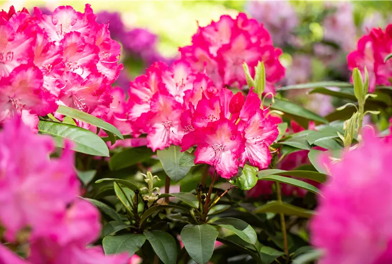 Rhododendron 'Sternzauber'