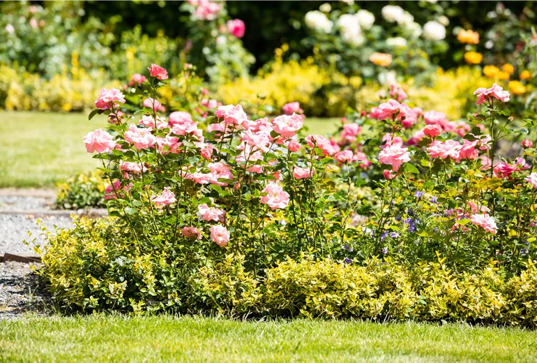 Rosenbeet
