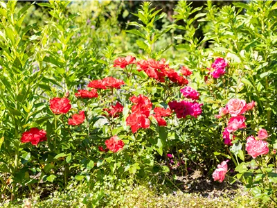 Beetrosen pflanzen und wunderschöne Blüten bewundern