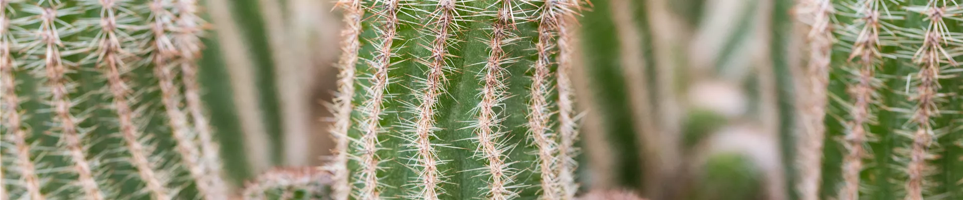 Chamaelobivia