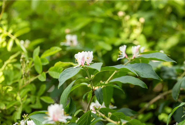Lonicera maackii