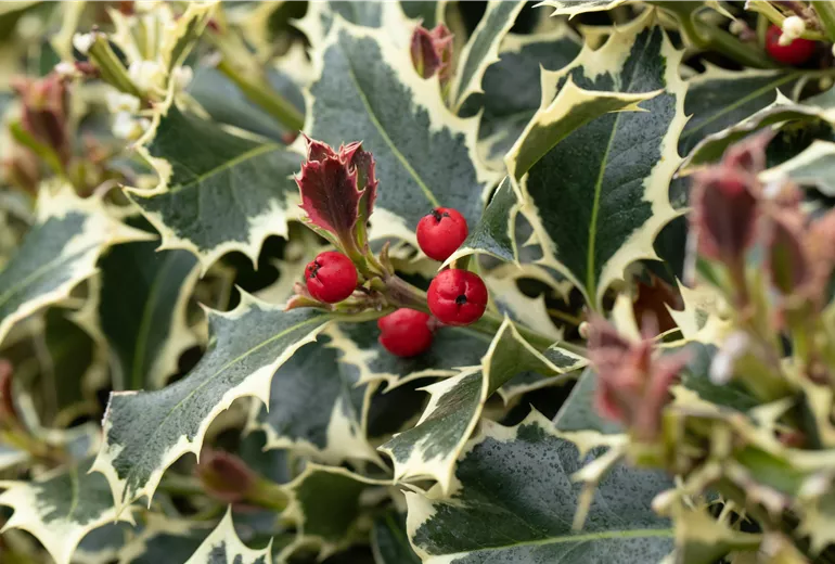Ilex aquifolium 'Argentea Marginata'