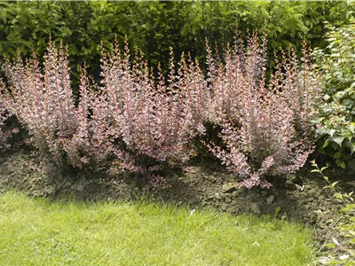 Berberitzen bereichern den Garten in jeder Hinsicht