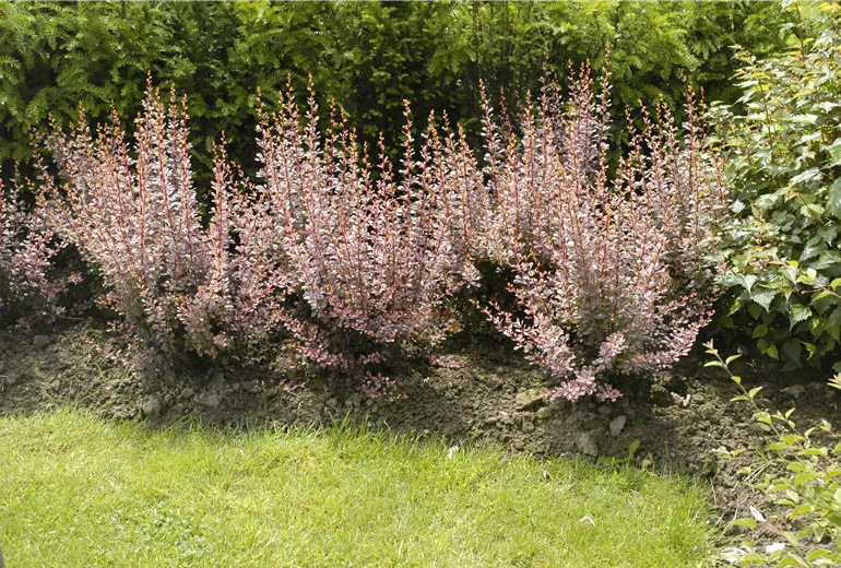 Berberis