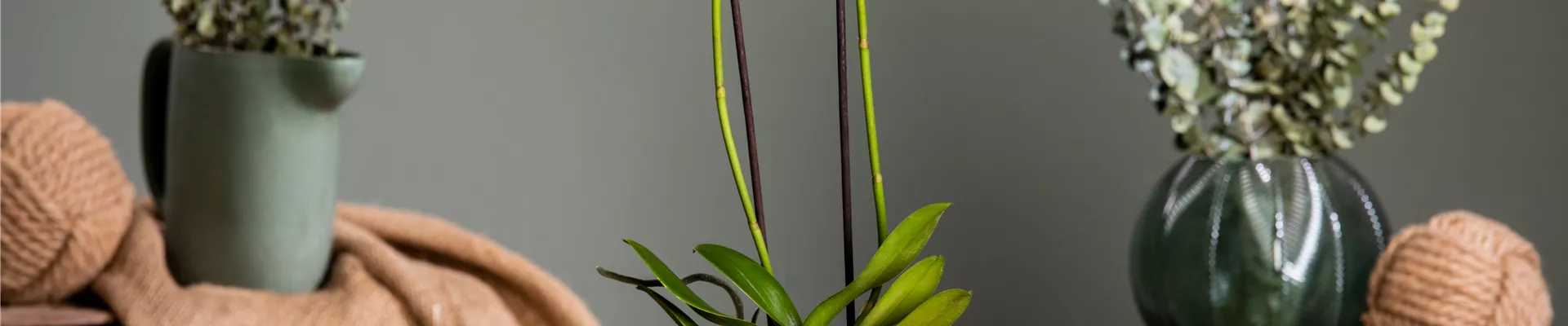 Phalaenopsis, weiß
