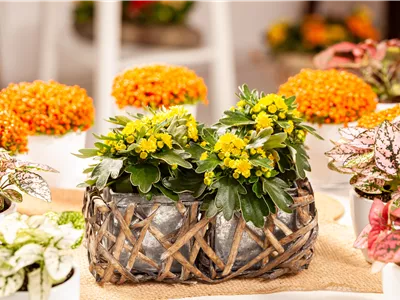 Balkonpflanzen im Herbst – Bunte Farben durch hübsche Blüten und Blätter