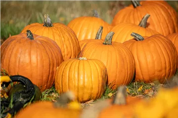 Der Herbst ist die beste Zeit für leckere und hübsche Kürbisse