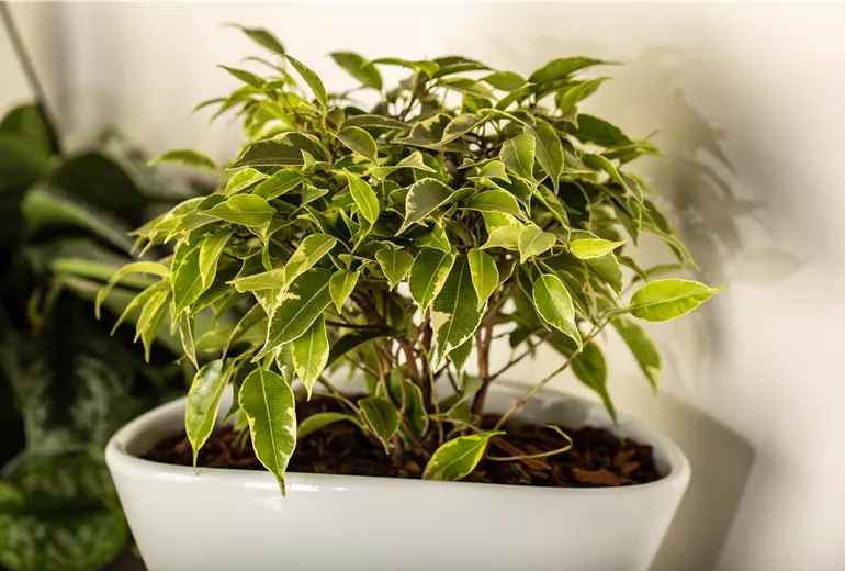 Ficus benjamina 'Kinky'