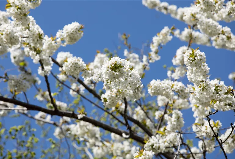 Prunus avium