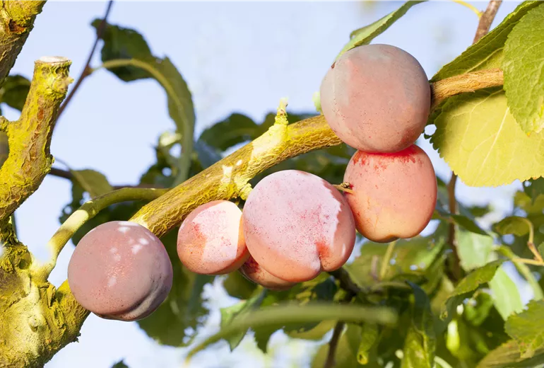 Prunus