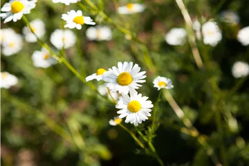8 Pflanzen für die Gesundheit, die jeder kennen sollte