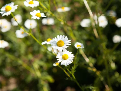 8 Pflanzen für die Gesundheit, die jeder kennen sollte