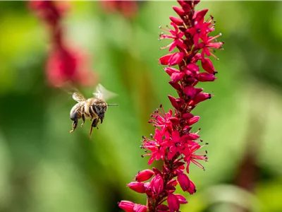 Bienenfreundliche Balkonpflanzen für Bienensnacks in der Stadt