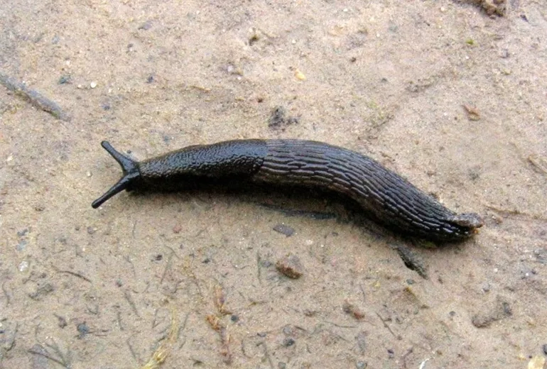 Garten-Wegschnecke