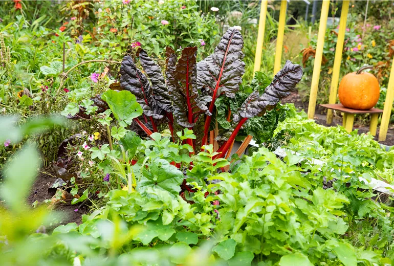 Gemüsegarten 