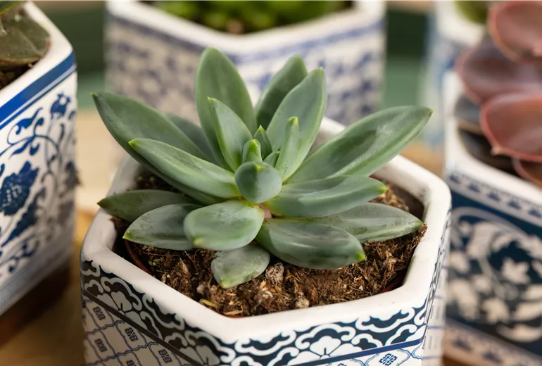 Echeveria agavoides