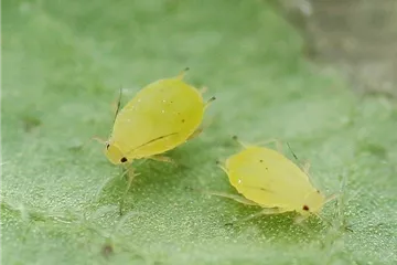 Schädlinge im Garten richtig erkennen und bekämpfen