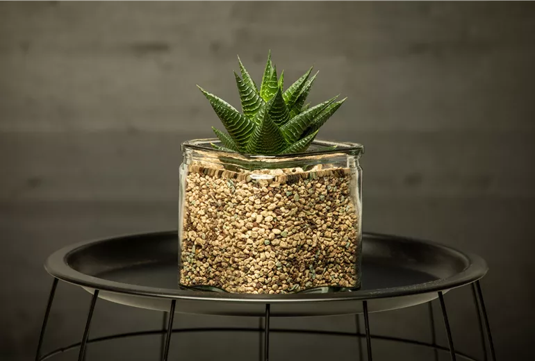 Haworthia