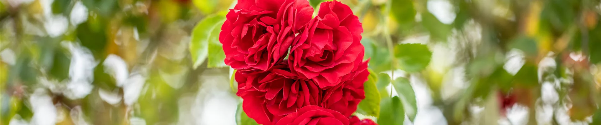 Kletterrose, rot