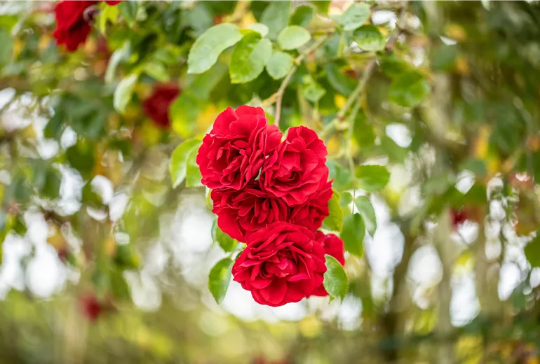 Kletterrose, rot