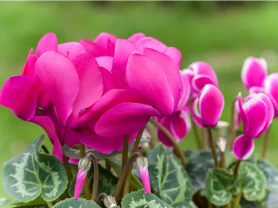 Alpenveilchen als Highlight in Haus und Garten
