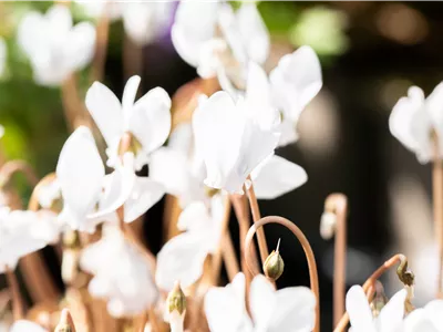 Alpenveilchen pflanzen und bunte Blüten bewundern